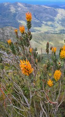 Mimetes pauciflorus