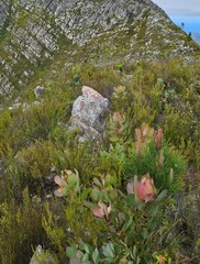 Protea grandiceps