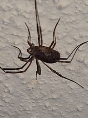 Oligolophinae