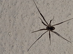 Oligolophinae