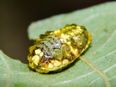 Dalceridae