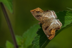 Odontoptilum angulata