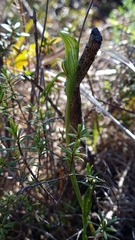 Pterostylis tasmanica