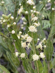 Baccharis trimera
