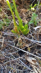 Pterostylis tasmanica