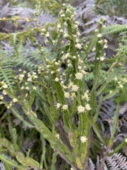 Baccharis trimera