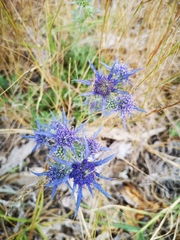 Eryngium dilatatum