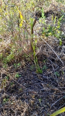 Pterostylis tasmanica