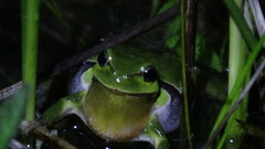Hyla arborea