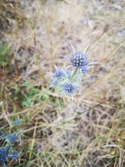 Eryngium dilatatum