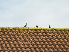 Sturnus vulgaris