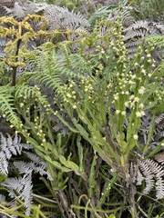 Baccharis trimera