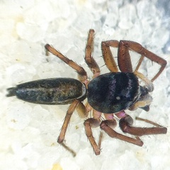 Cosmophasis gemmans