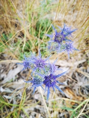 Eryngium dilatatum