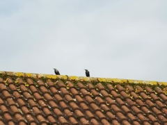 Sturnus vulgaris