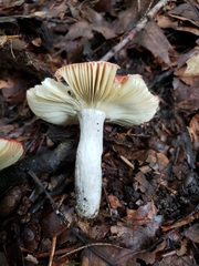 Russula rubriceps