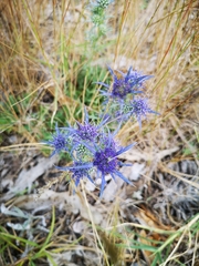 Eryngium dilatatum