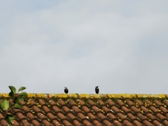 Sturnus vulgaris