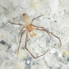 Argyrodes flavescens