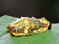 Dalceridae