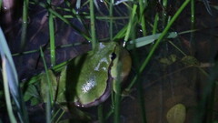 Hyla arborea
