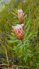 Protea neriifolia