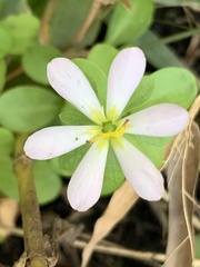 Sabatia calycina
