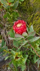 Protea grandiceps