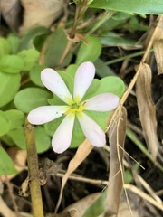Sabatia calycina