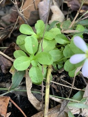 Sabatia calycina