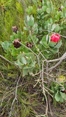 Protea grandiceps