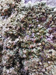 Squamarina cartilaginea