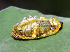 Dalceridae