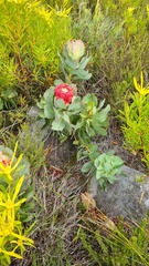 Protea grandiceps
