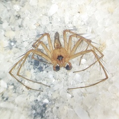 Oxyopes