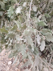 Quercus ithaburensis
