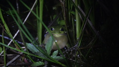 Hyla arborea