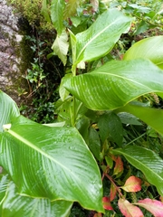Canna indica