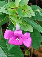 Barleria cristata