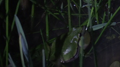 Hyla arborea