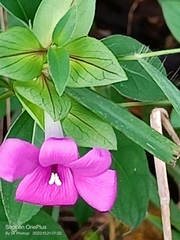 Barleria cristata