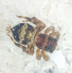 Thorelliola ensifera