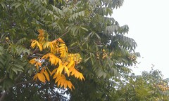 Sapindus mukorossi
