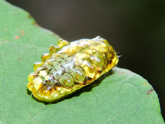Dalceridae