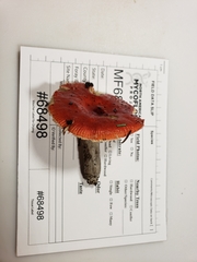 Russula rubriceps