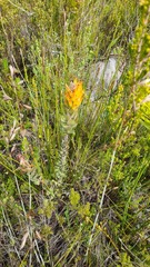 Mimetes pauciflorus