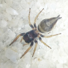 Ptocasius weyersi