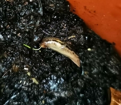Ambigolimax valentianus