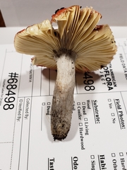 Russula rubriceps