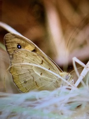 Heteronympha merope